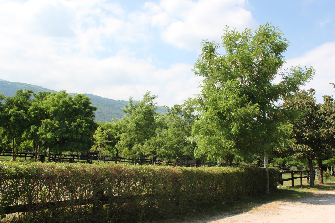 Equitazione