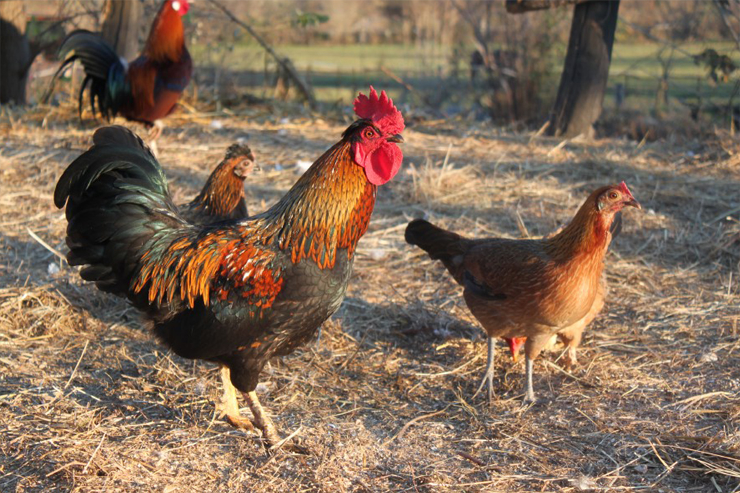 Agriturismo al Ranch