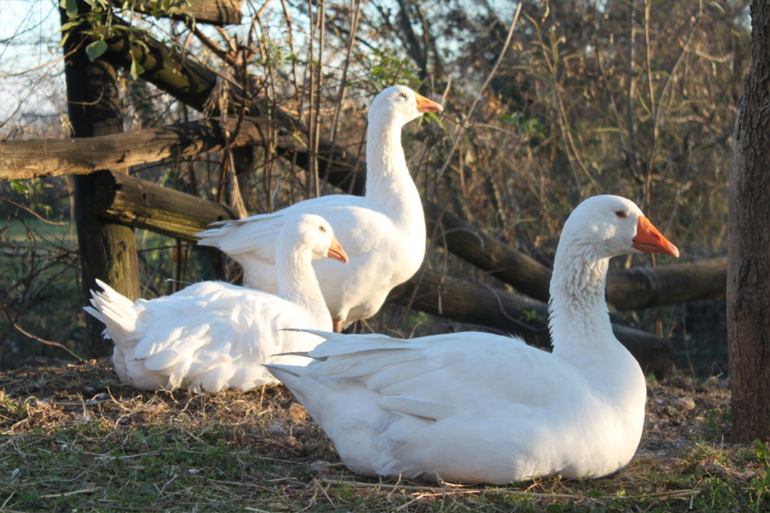Animali della Fattoria